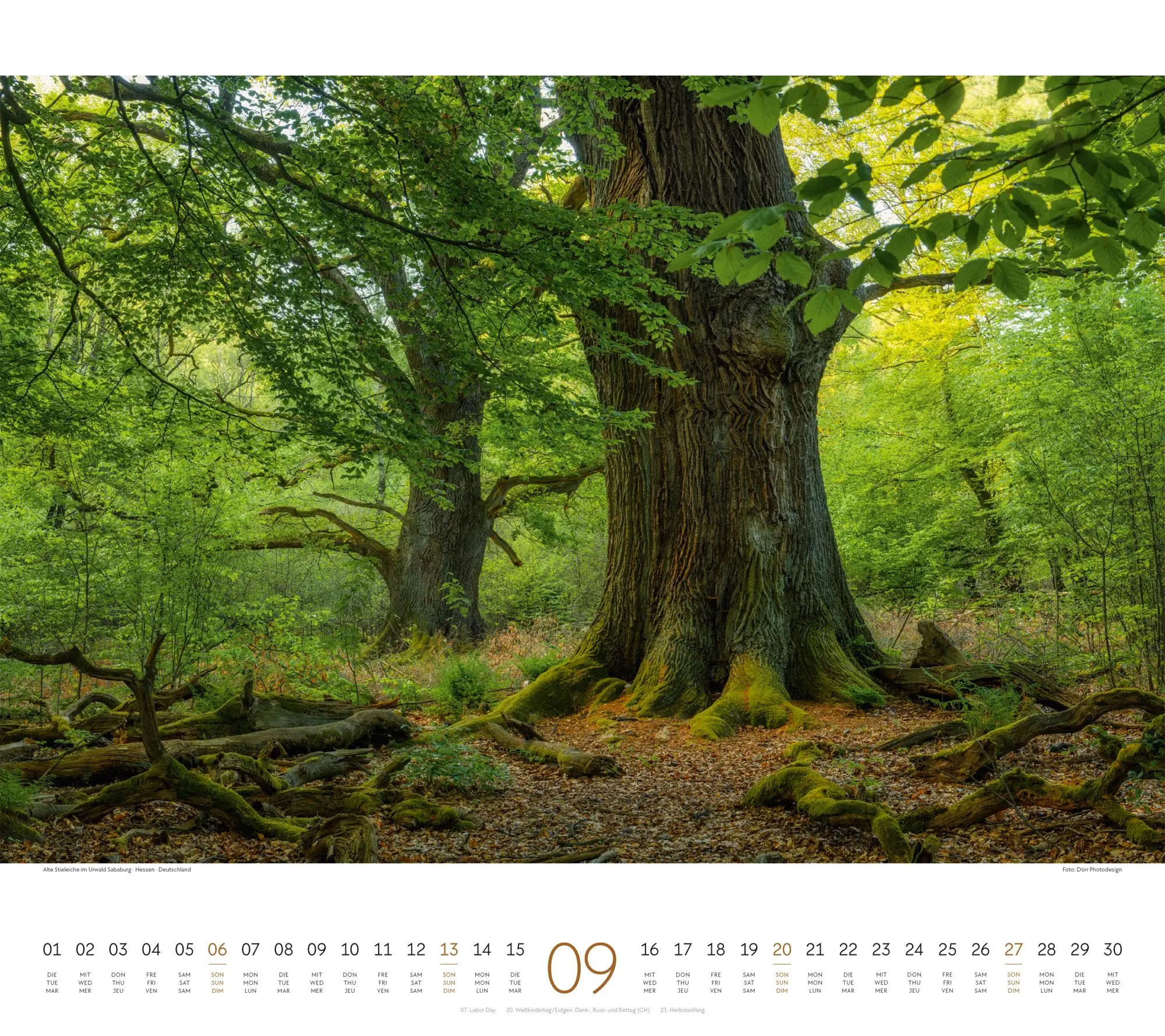 Bild: 9783838426228 | Wald Kalender 2026 | Ackermann Kunstverlag GmbH | Kalender | 14 S.