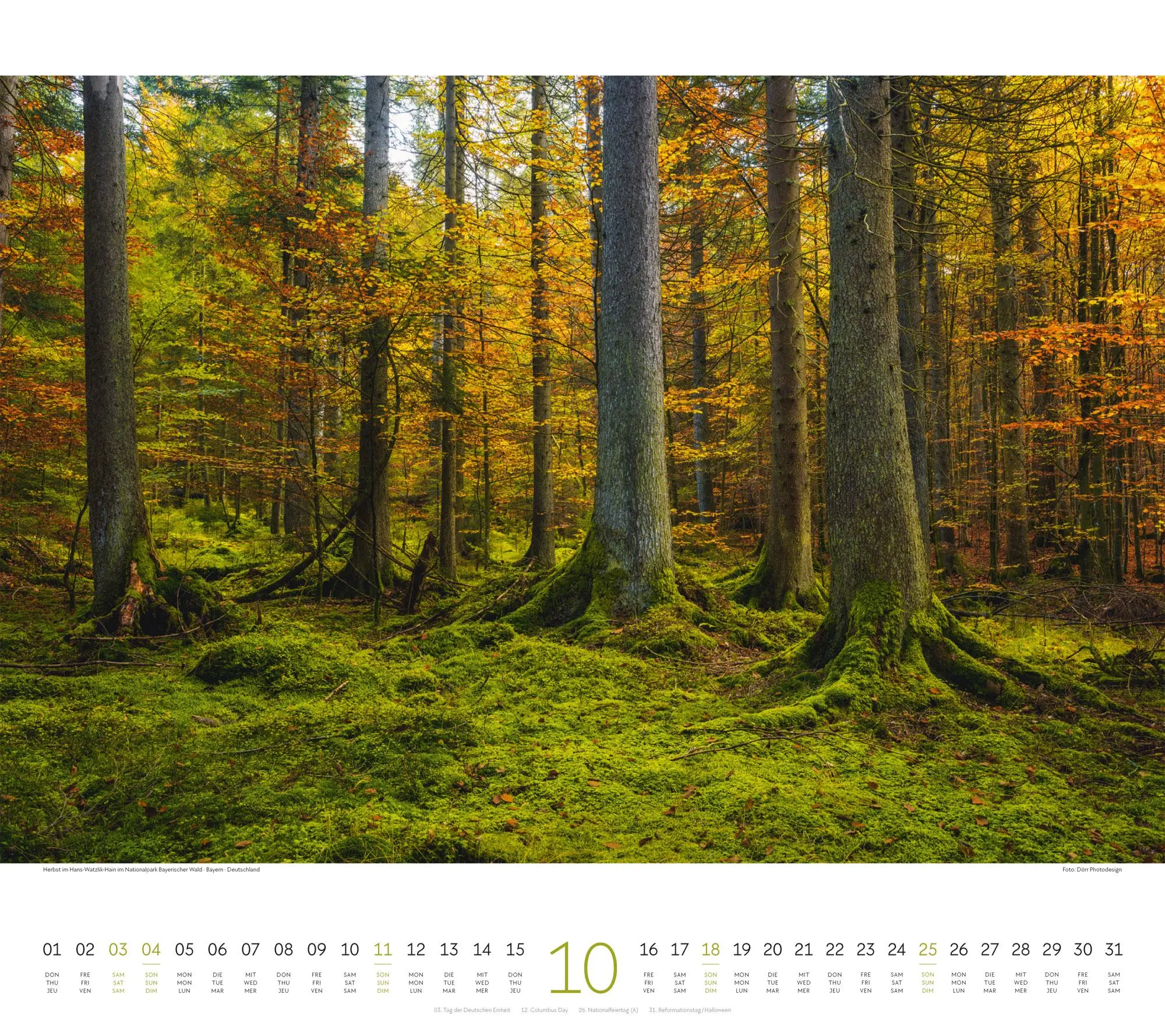 Bild: 9783838426228 | Wald Kalender 2026 | Ackermann Kunstverlag GmbH | Kalender | 14 S.