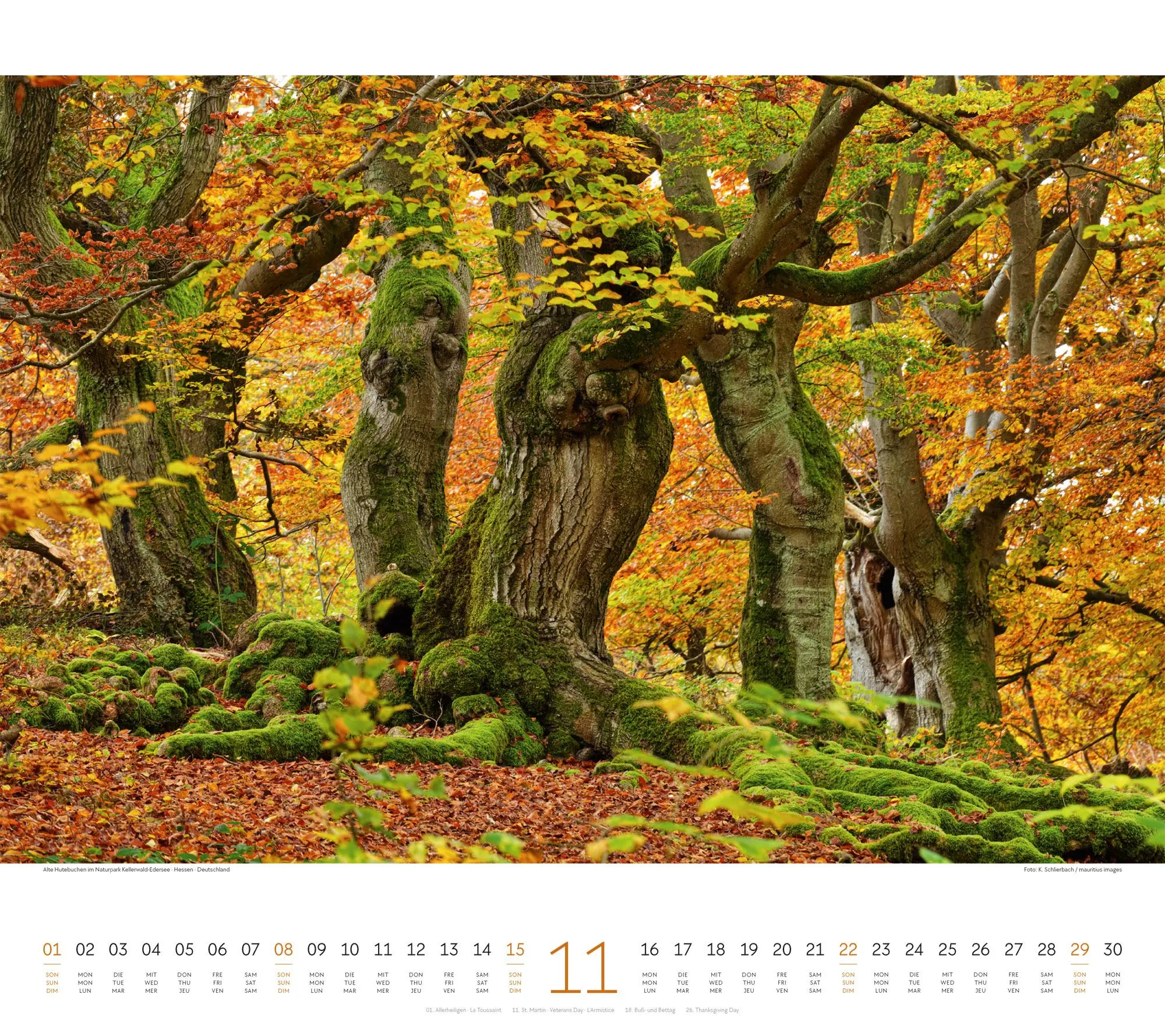 Bild: 9783838426228 | Wald Kalender 2026 | Ackermann Kunstverlag GmbH | Kalender | 14 S.