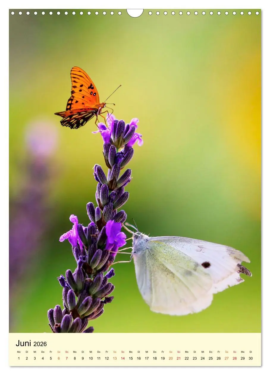 Bild: 9783516346428 | Provence Lavendel Paradies (Wandkalender 2026 DIN A3 hoch),...