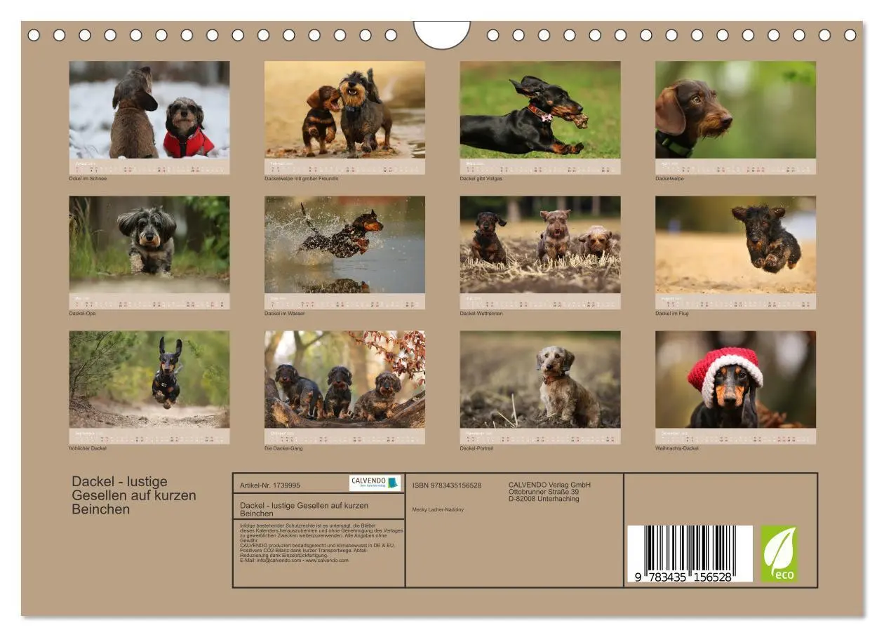 Bild: 9783435156528 | Dackel - lustige Gesellen auf kurzen Beinchen (Wandkalender 2025...