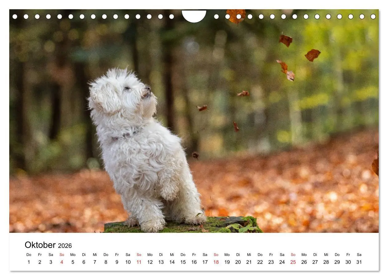 Bild: 9783457926628 | Moritz, der freche Malteser (Wandkalender 2026 DIN A4 quer),...