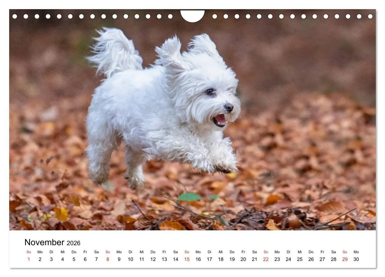 Bild: 9783457926628 | Moritz, der freche Malteser (Wandkalender 2026 DIN A4 quer),...