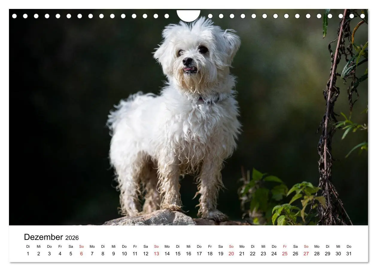 Bild: 9783457926628 | Moritz, der freche Malteser (Wandkalender 2026 DIN A4 quer),...