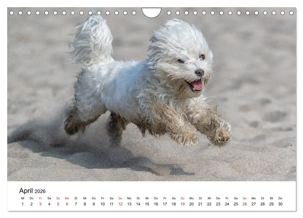 Bild: 9783457926628 | Moritz, der freche Malteser (Wandkalender 2026 DIN A4 quer),...