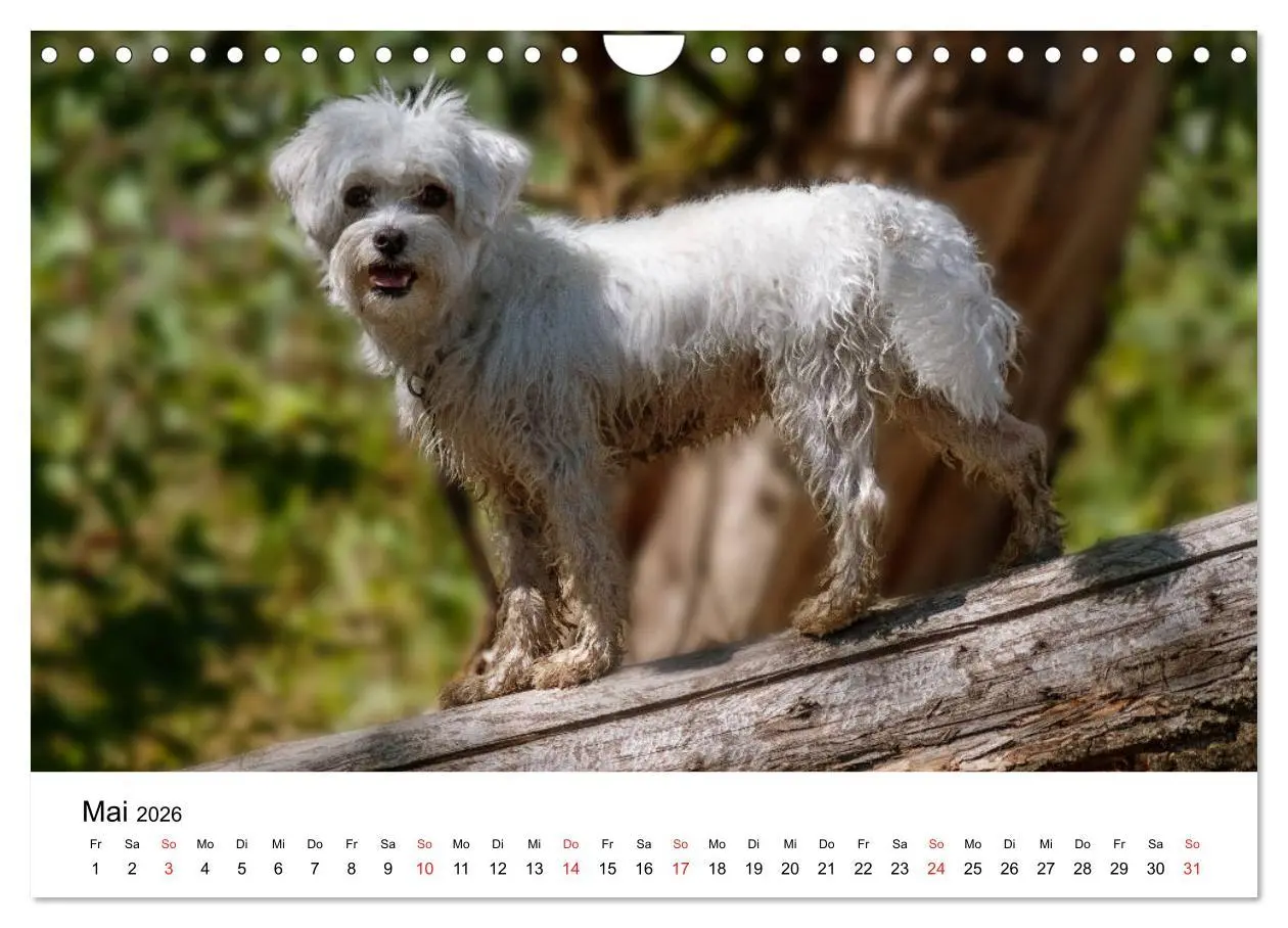 Bild: 9783457926628 | Moritz, der freche Malteser (Wandkalender 2026 DIN A4 quer),...