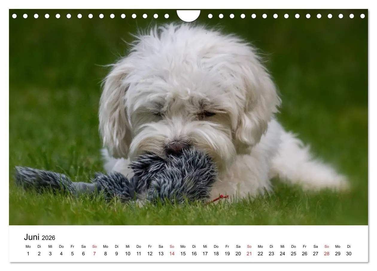 Bild: 9783457926628 | Moritz, der freche Malteser (Wandkalender 2026 DIN A4 quer),...