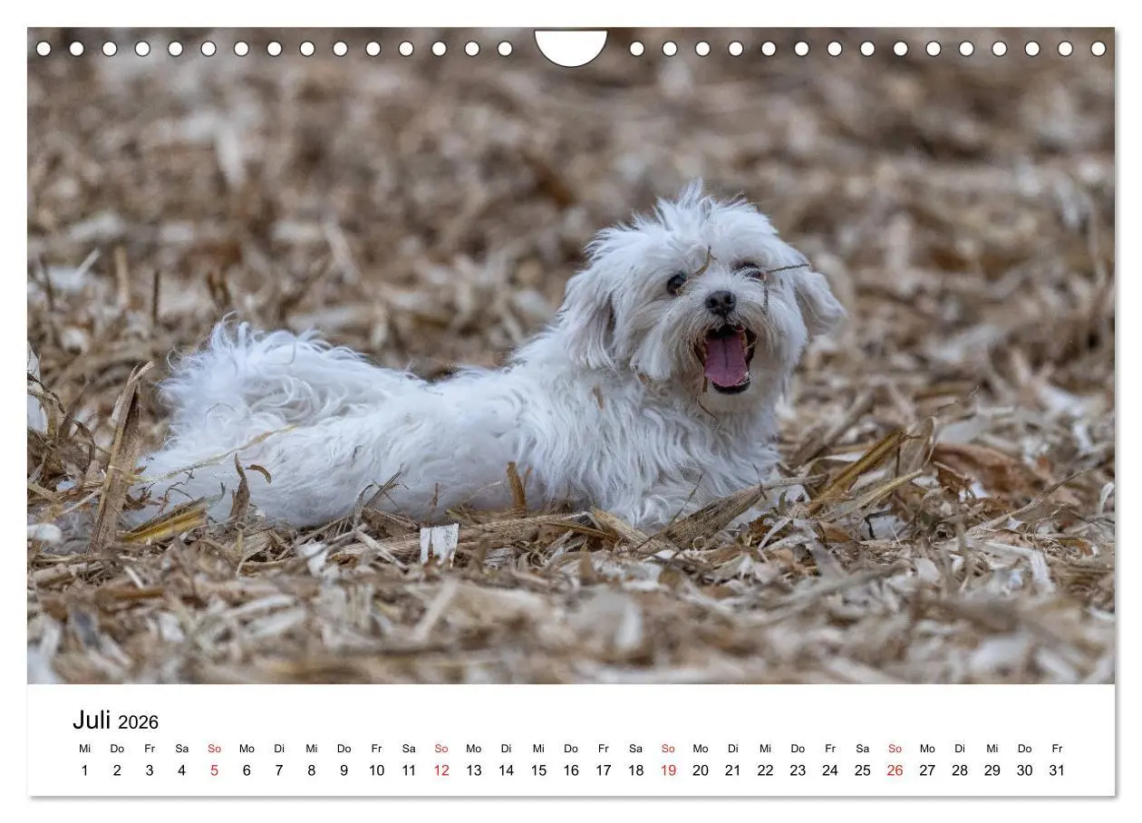 Bild: 9783457926628 | Moritz, der freche Malteser (Wandkalender 2026 DIN A4 quer),...