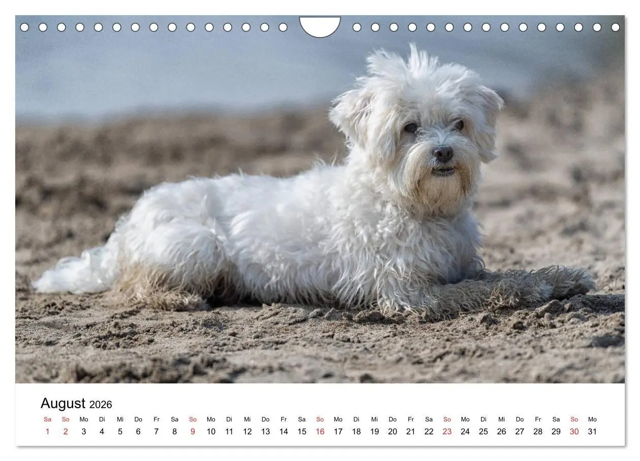 Bild: 9783457926628 | Moritz, der freche Malteser (Wandkalender 2026 DIN A4 quer),...