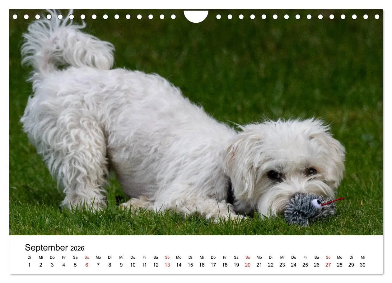 Bild: 9783457926628 | Moritz, der freche Malteser (Wandkalender 2026 DIN A4 quer),...