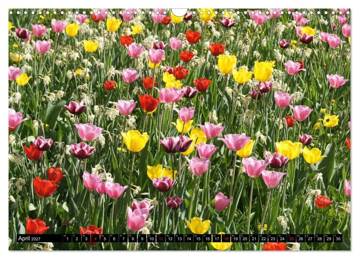 Bild: 9783569726628 | Heidenheim an der Brenz (Wandkalender 2027 DIN A3 quer), CALVENDO...