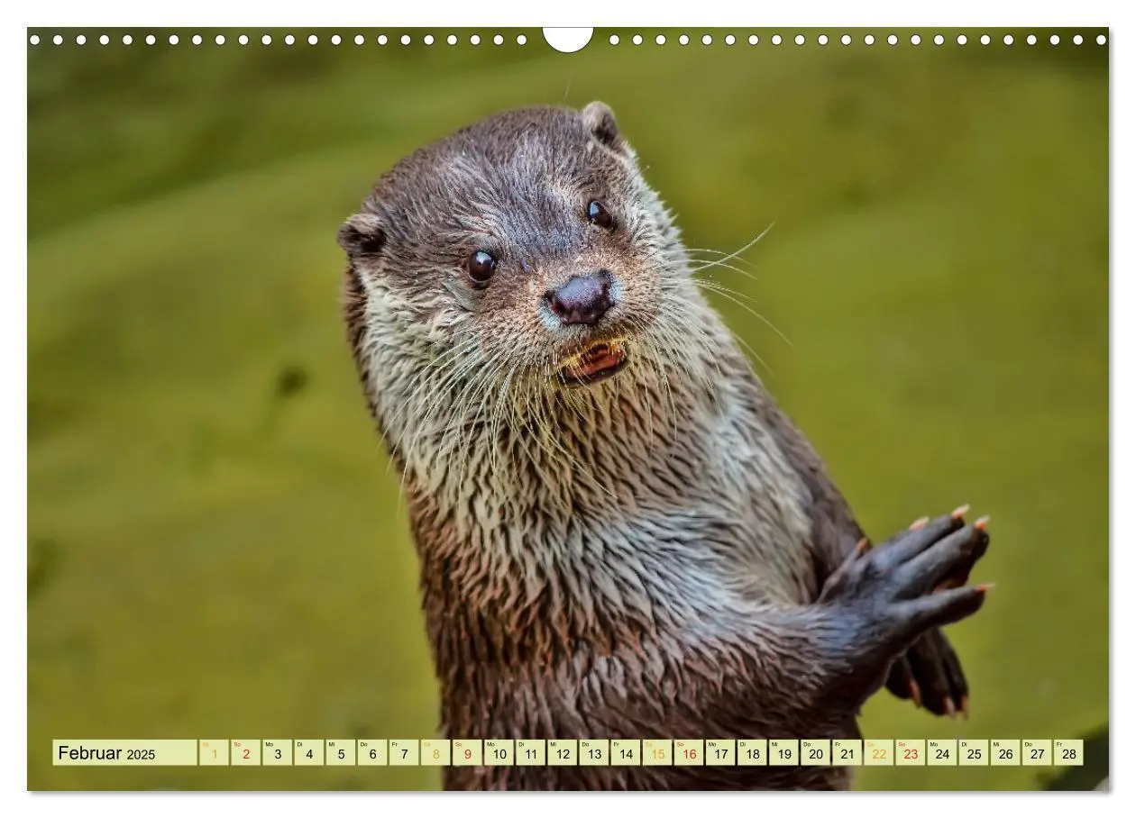 Bild: 9783435376728 | Fischotter - putzige Kerlchen und elegante Schwimmer (Wandkalender...