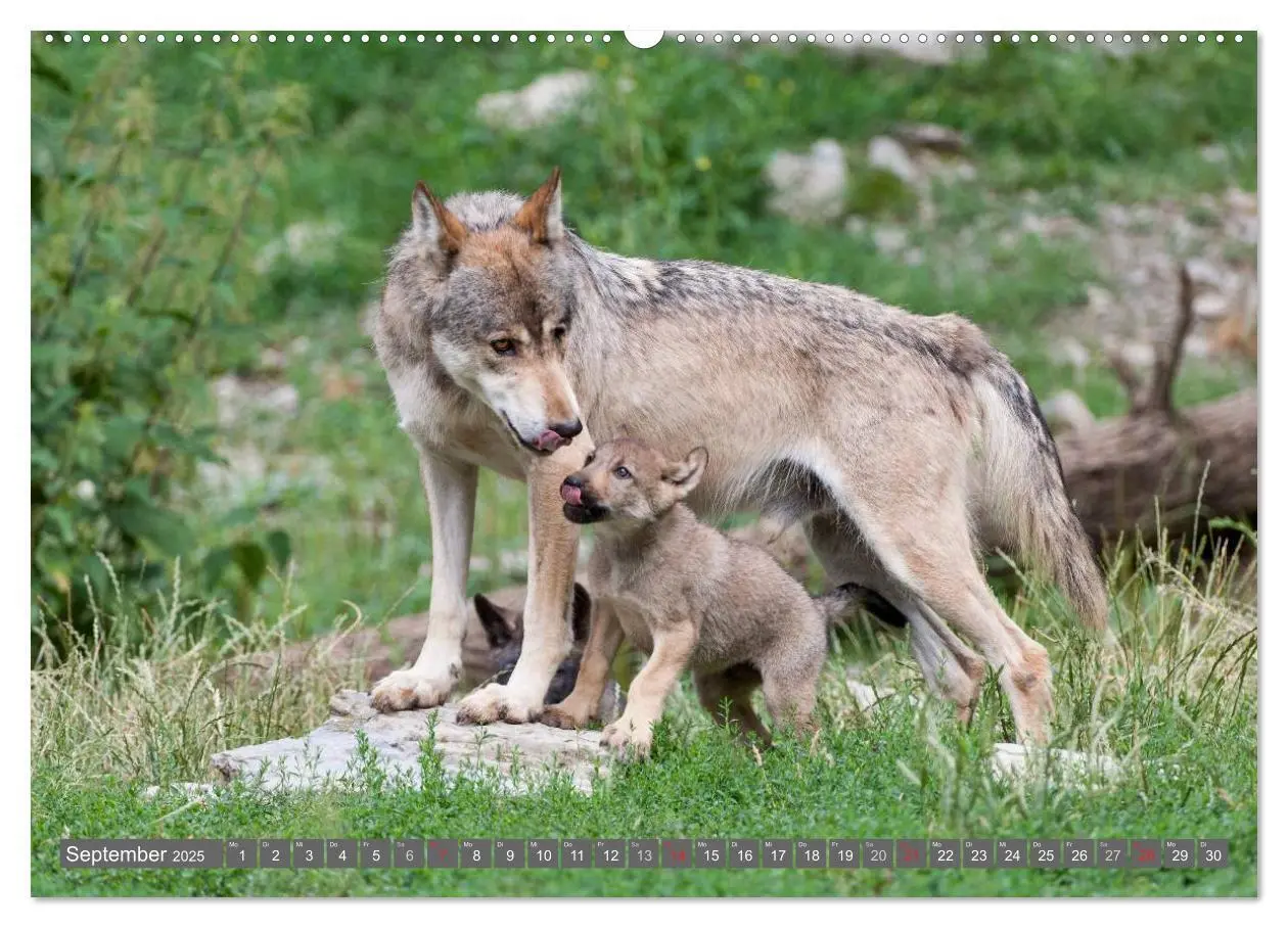 Bild: 9783435826728 | Meister Isegrim (Wandkalender 2025 DIN A2 quer), CALVENDO...