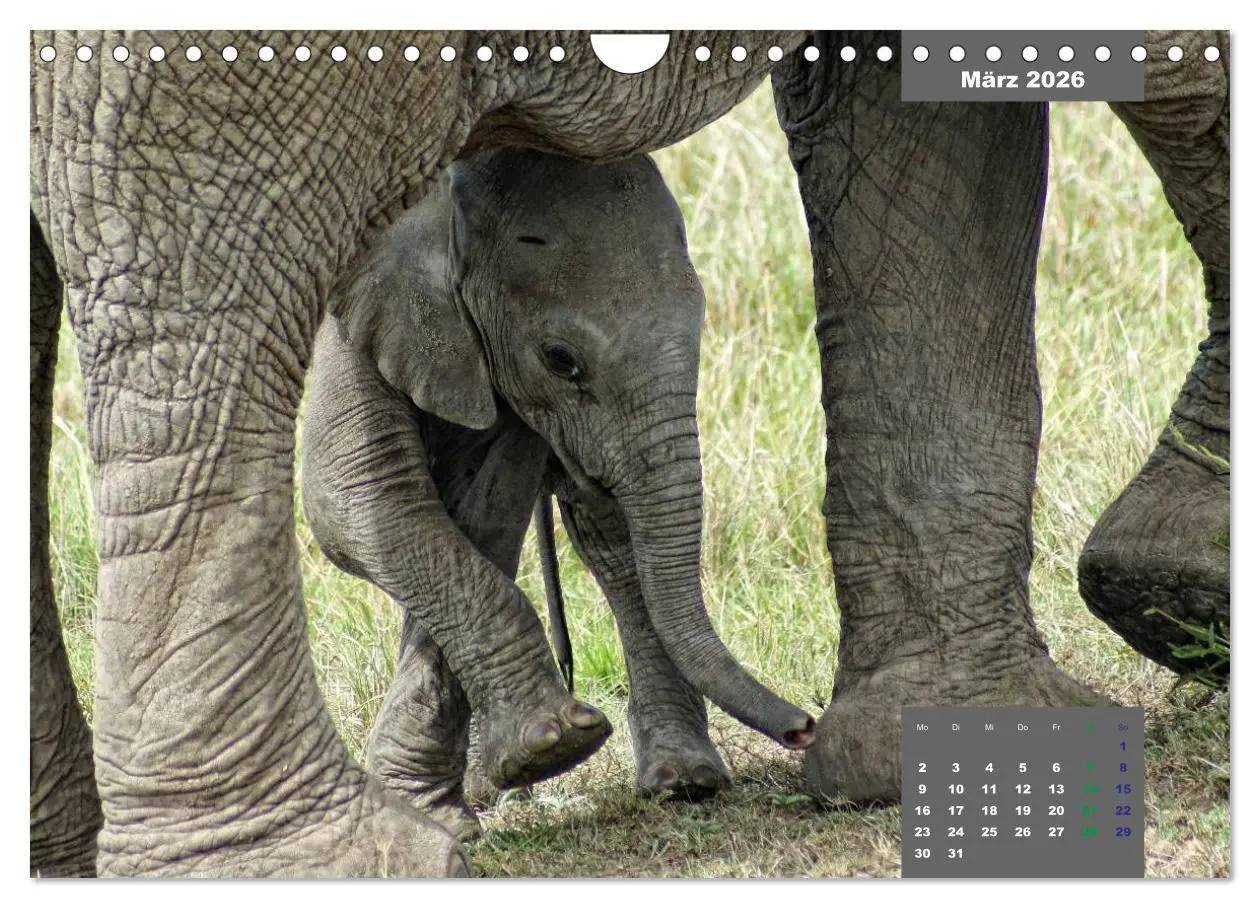 Bild: 9783457536728 | E wie Elefanten - verspielt und schnüssig (Wandkalender 2026 DIN A4...