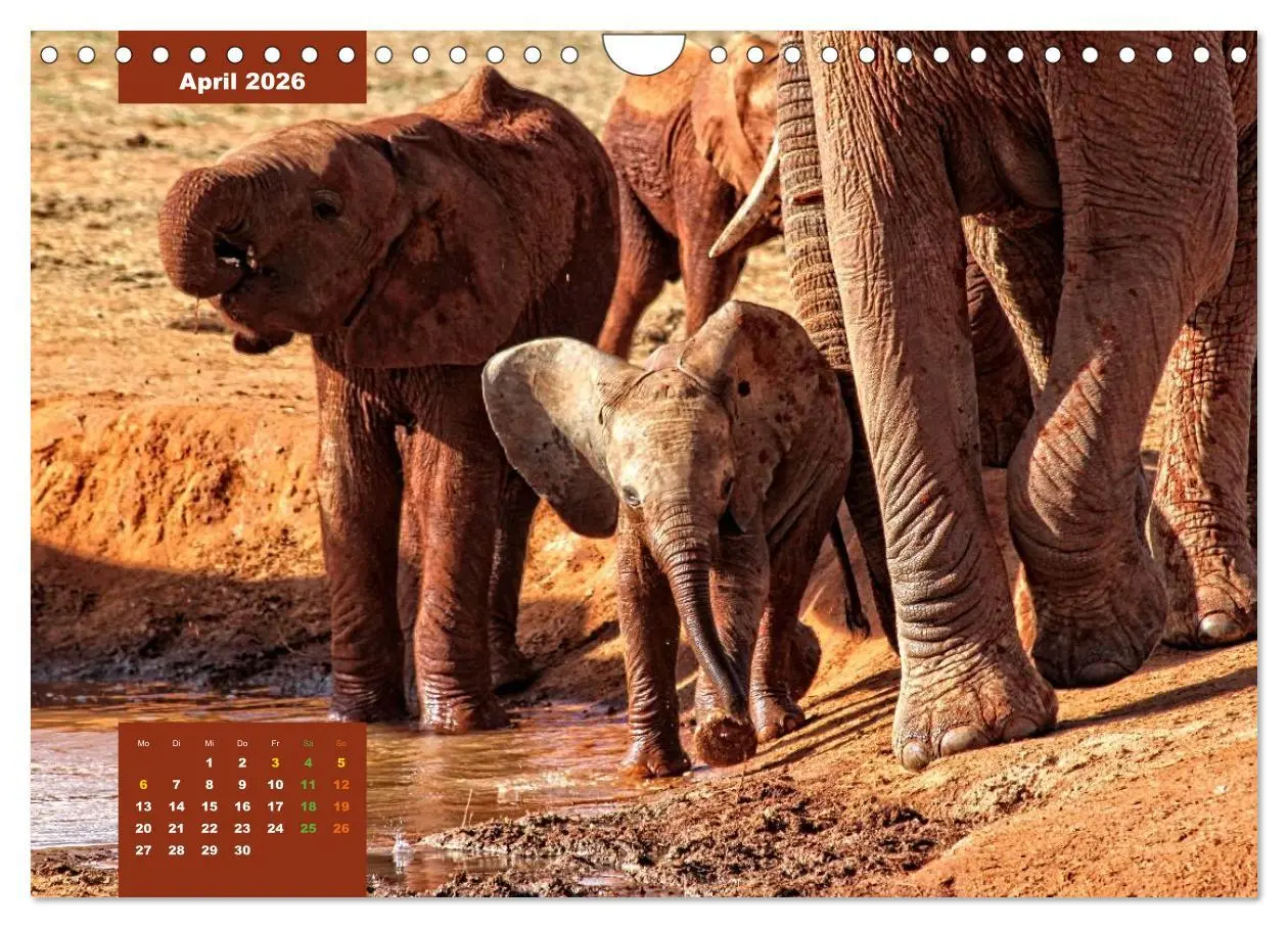 Bild: 9783457536728 | E wie Elefanten - verspielt und schnüssig (Wandkalender 2026 DIN A4...