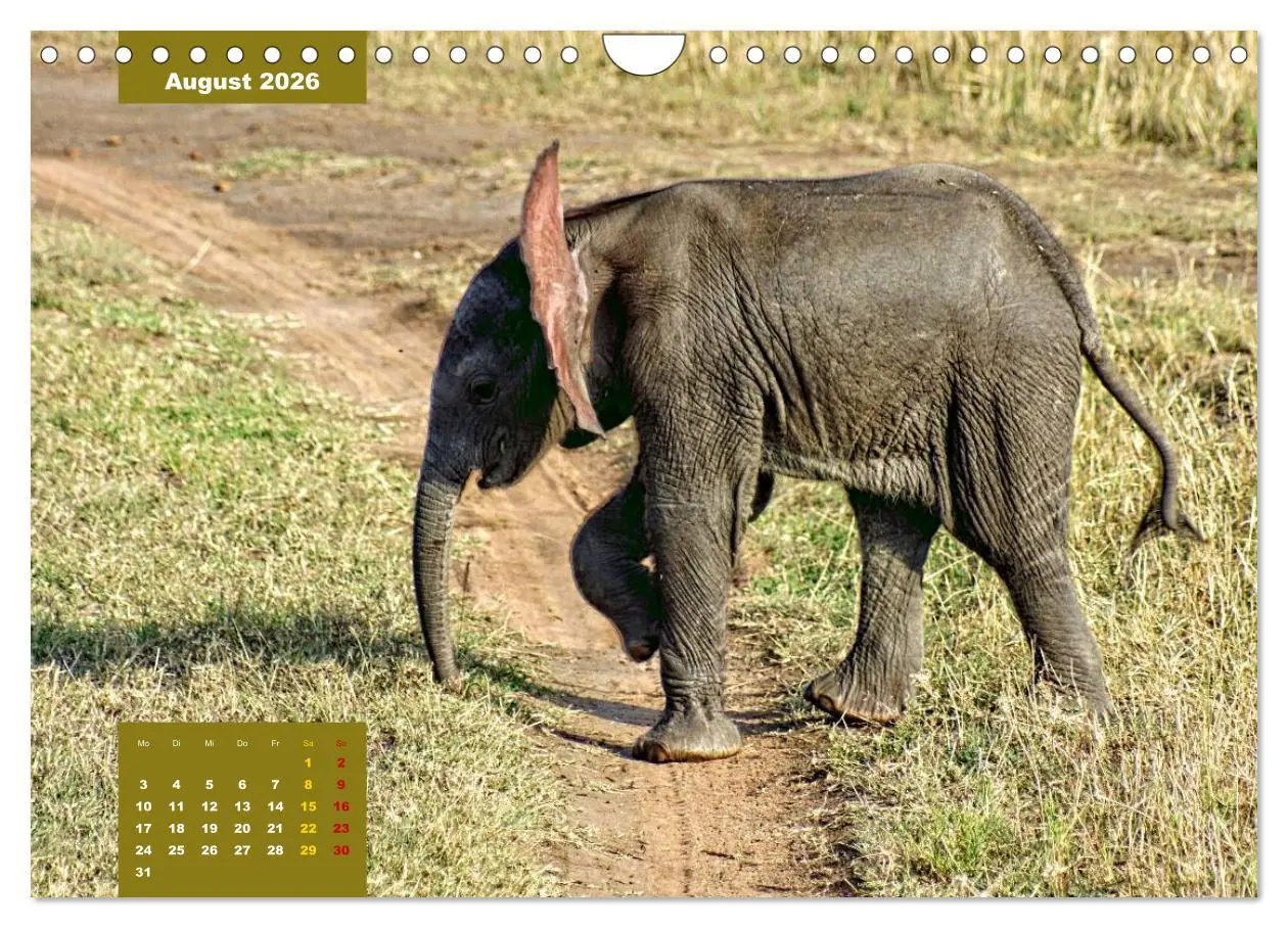 Bild: 9783457536728 | E wie Elefanten - verspielt und schnüssig (Wandkalender 2026 DIN A4...