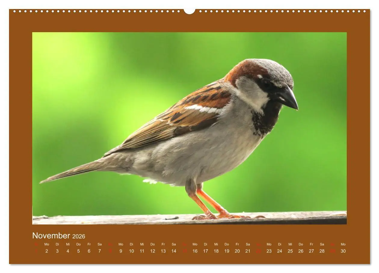Bild: 9783457776728 | Vogelporträts - Heimische Vögel auf meinem Balkon (Wandkalender...