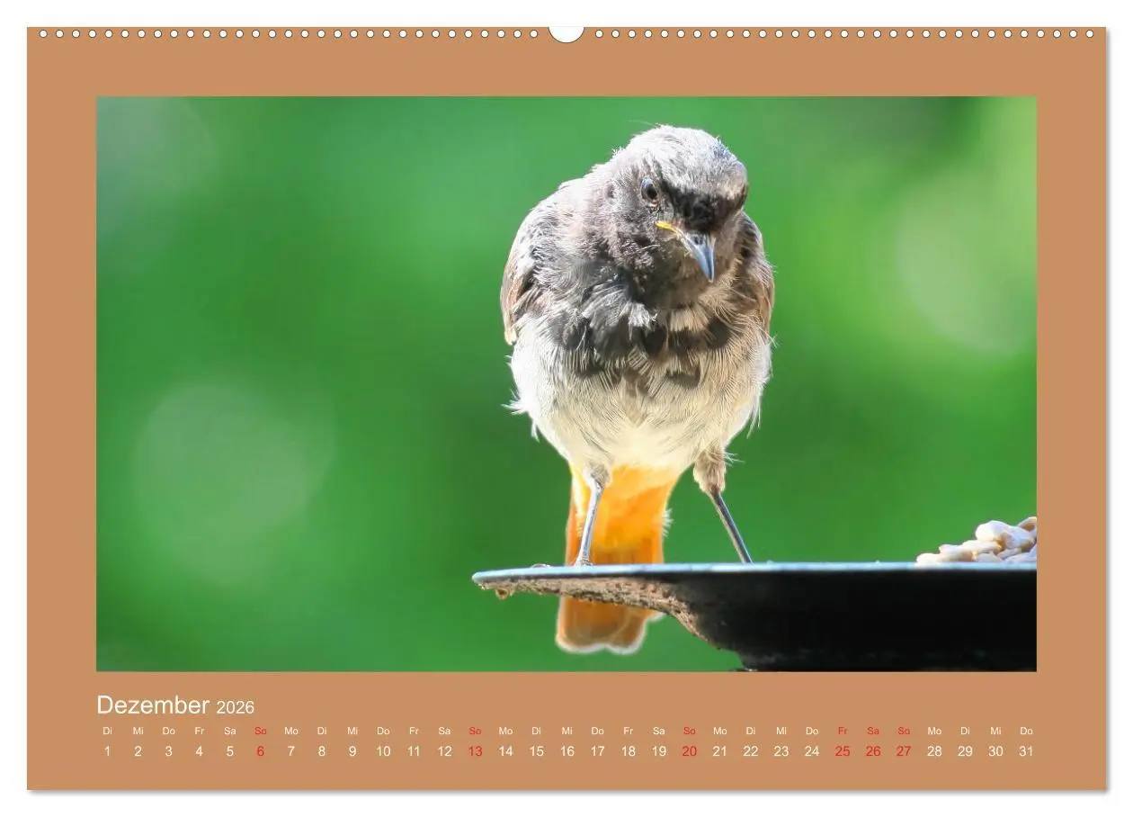 Bild: 9783457776728 | Vogelporträts - Heimische Vögel auf meinem Balkon (Wandkalender...