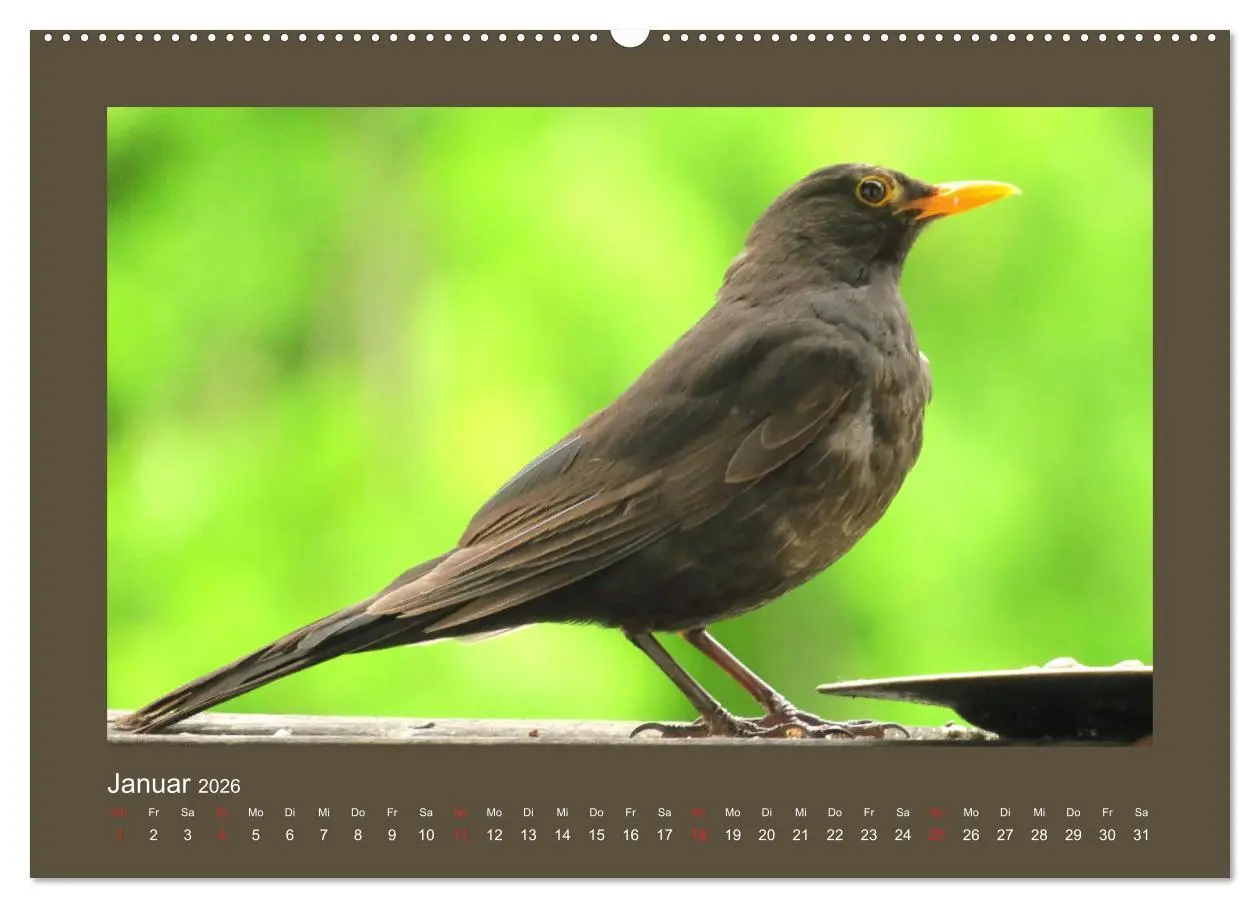 Bild: 9783457776728 | Vogelporträts - Heimische Vögel auf meinem Balkon (Wandkalender...