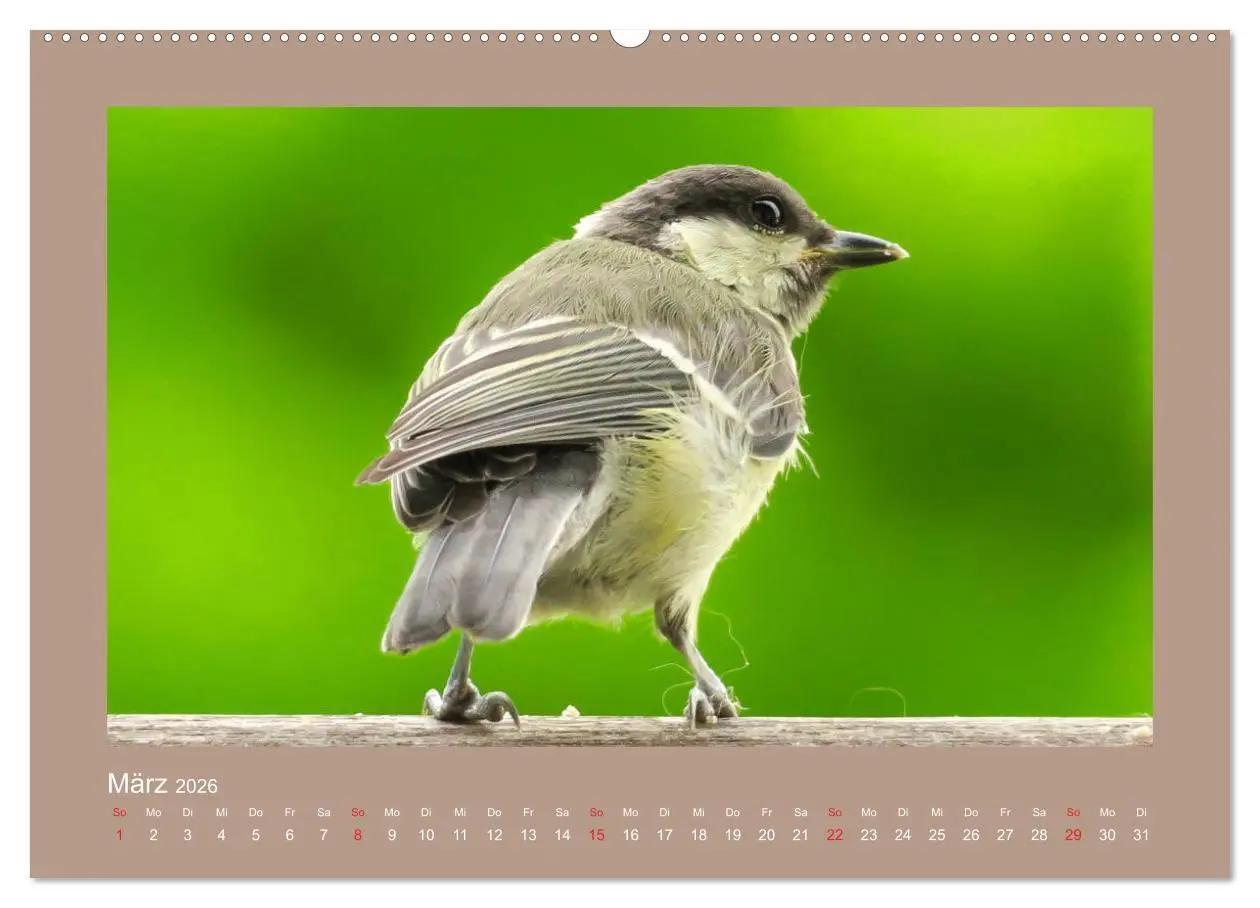 Bild: 9783457776728 | Vogelporträts - Heimische Vögel auf meinem Balkon (Wandkalender...