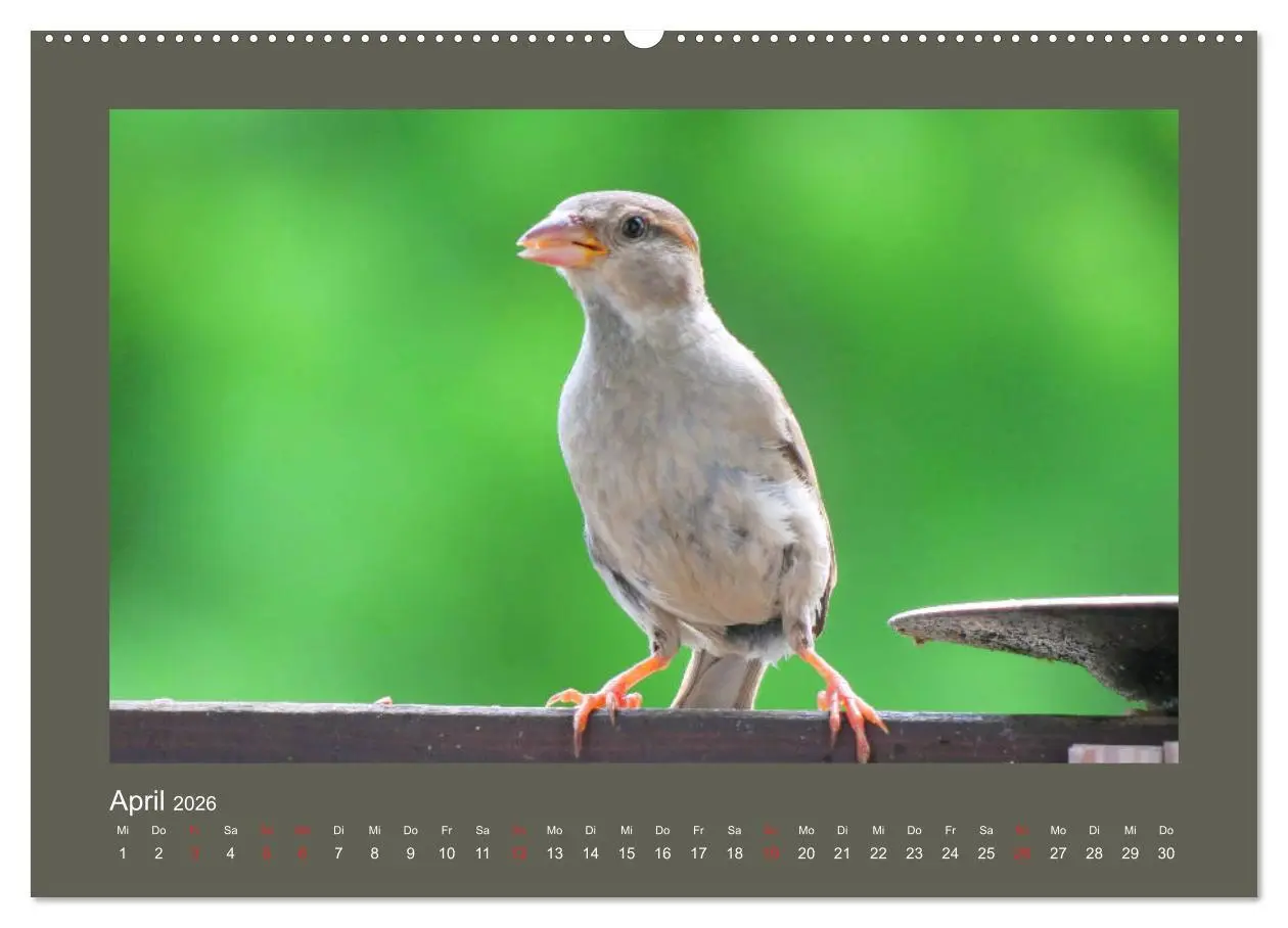 Bild: 9783457776728 | Vogelporträts - Heimische Vögel auf meinem Balkon (Wandkalender...