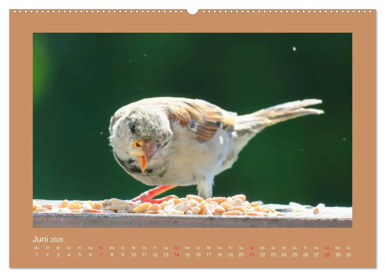 Bild: 9783457776728 | Vogelporträts - Heimische Vögel auf meinem Balkon (Wandkalender...