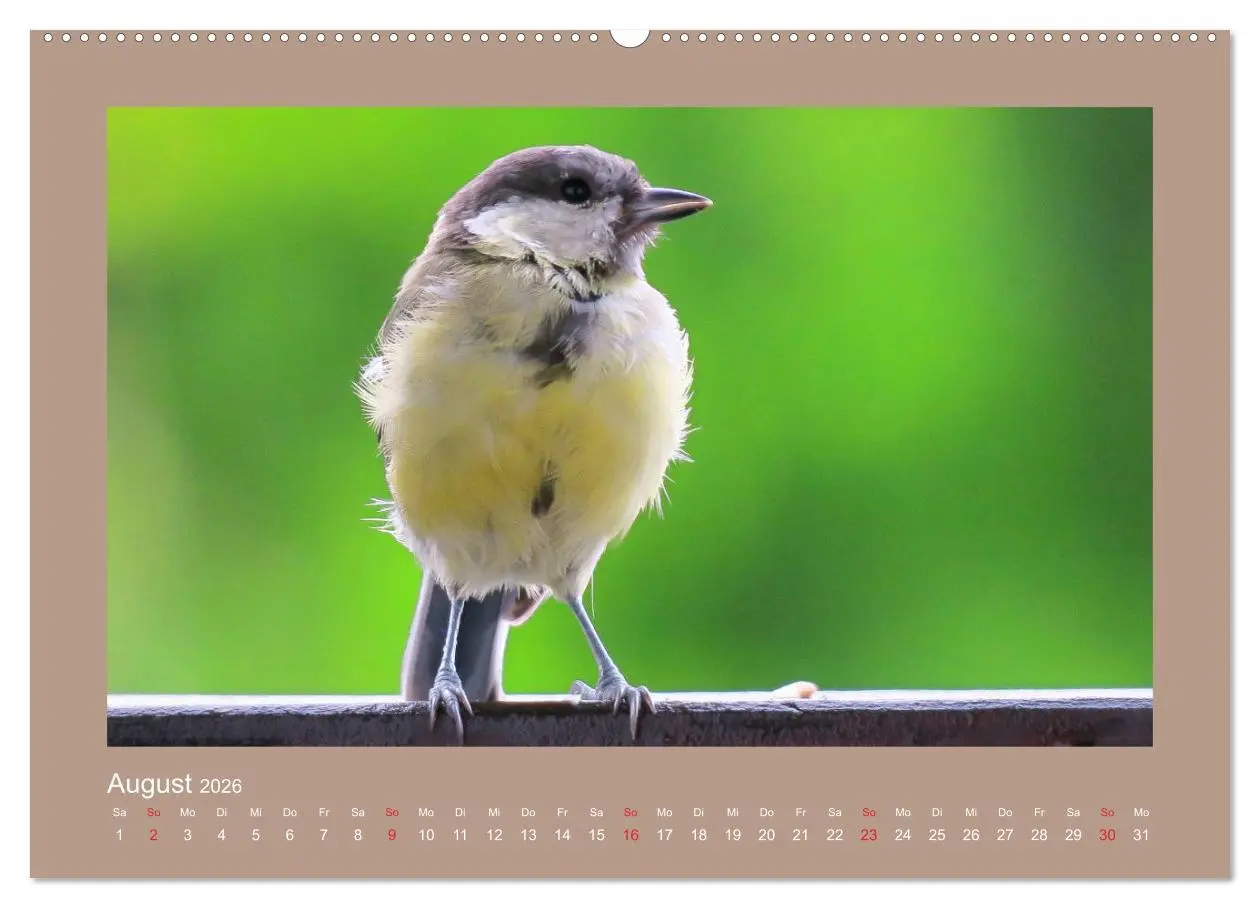 Bild: 9783457776728 | Vogelporträts - Heimische Vögel auf meinem Balkon (Wandkalender...