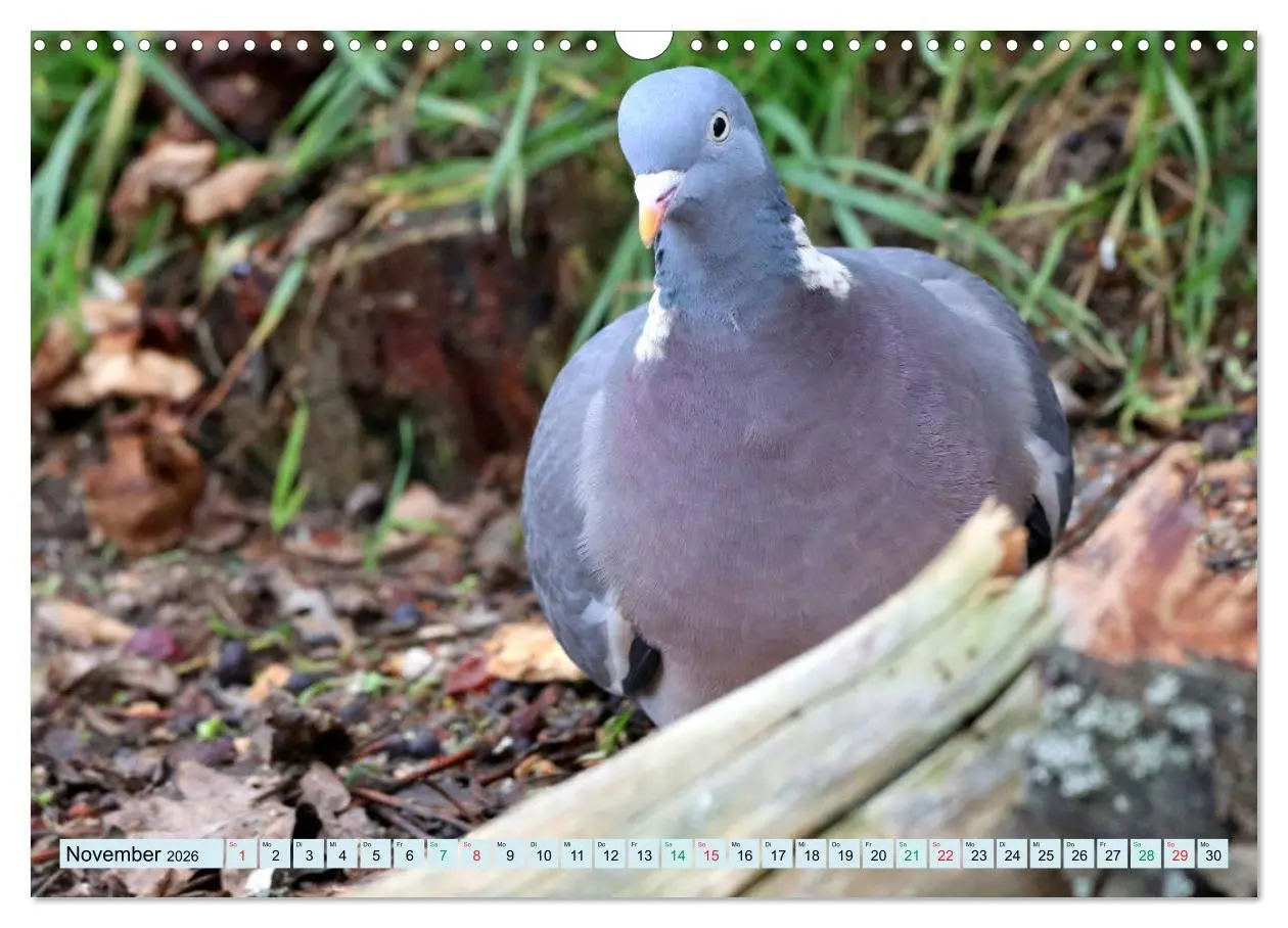 Bild: 9783457916728 | Gefiederte Gesellen - Vögel aus Wald und Garten (Wandkalender 2026...