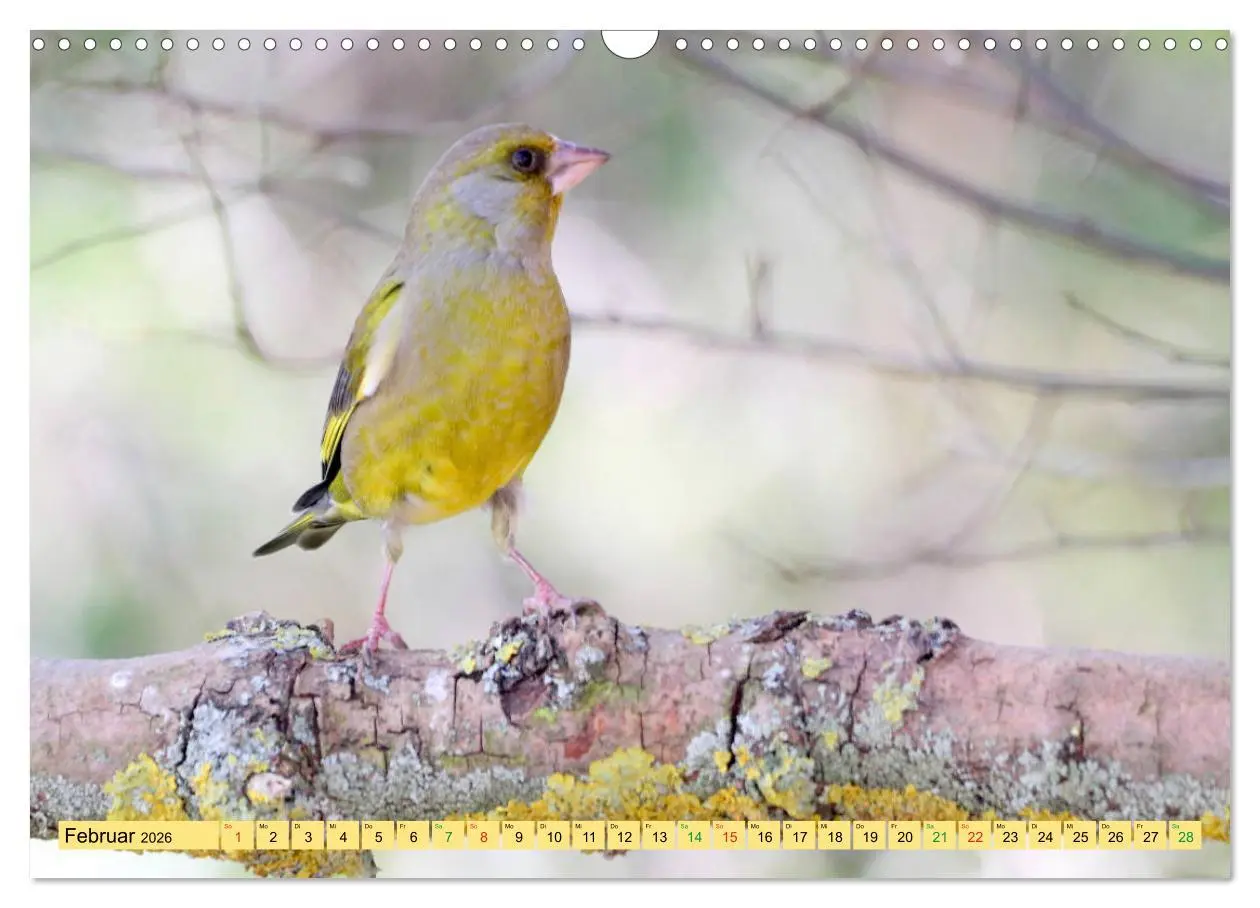 Bild: 9783457916728 | Gefiederte Gesellen - Vögel aus Wald und Garten (Wandkalender 2026...