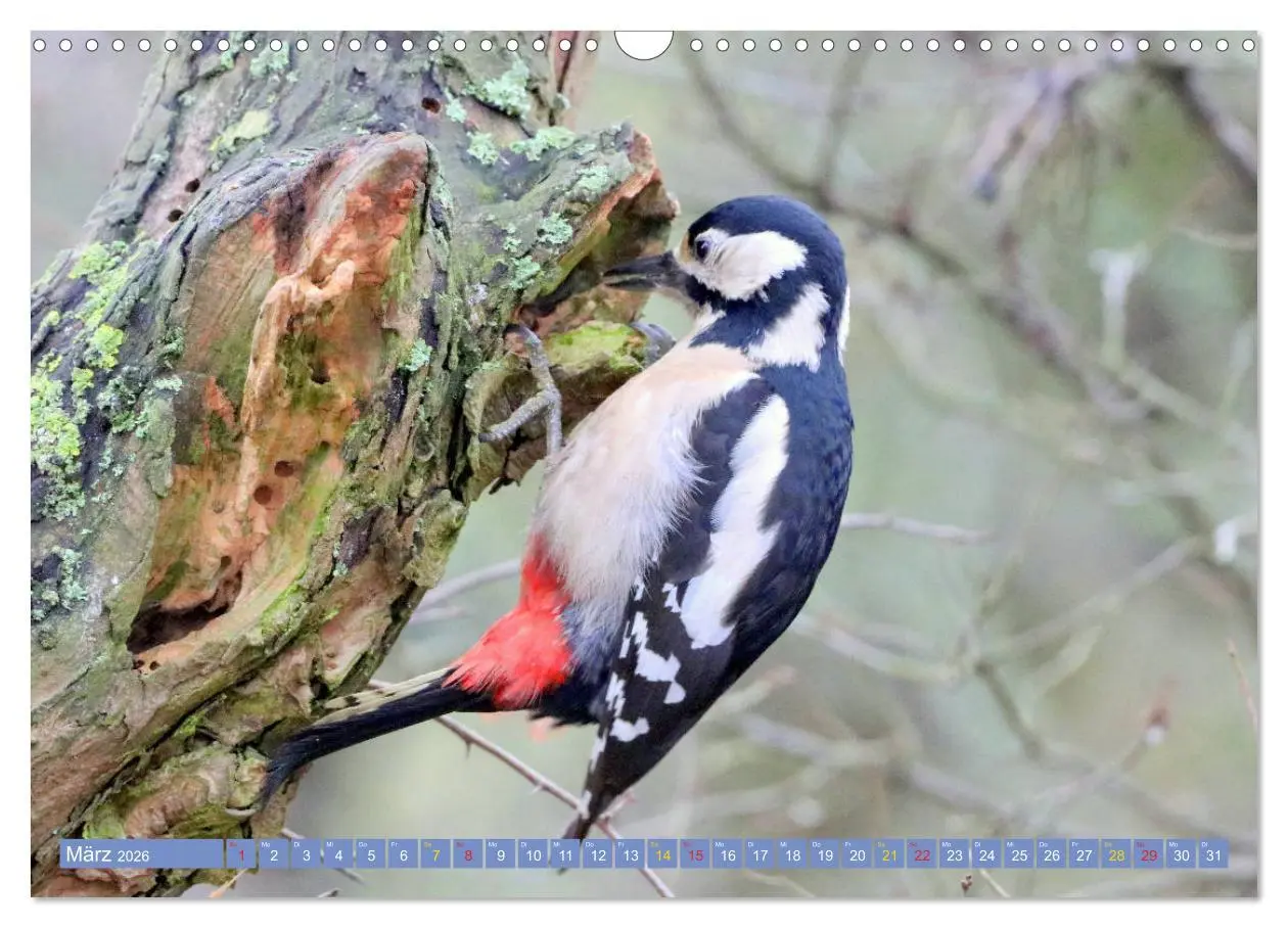 Bild: 9783457916728 | Gefiederte Gesellen - Vögel aus Wald und Garten (Wandkalender 2026...