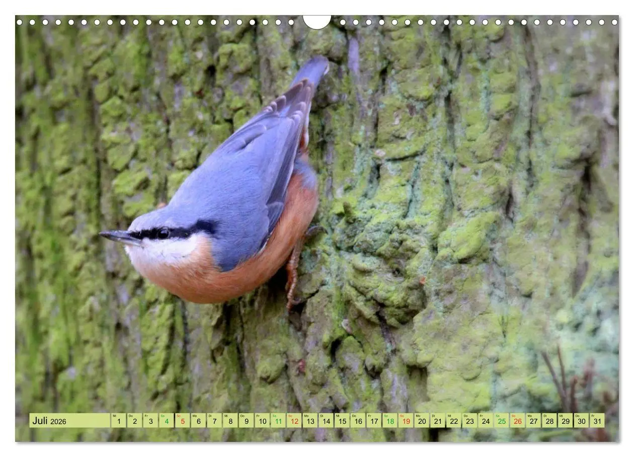 Bild: 9783457916728 | Gefiederte Gesellen - Vögel aus Wald und Garten (Wandkalender 2026...