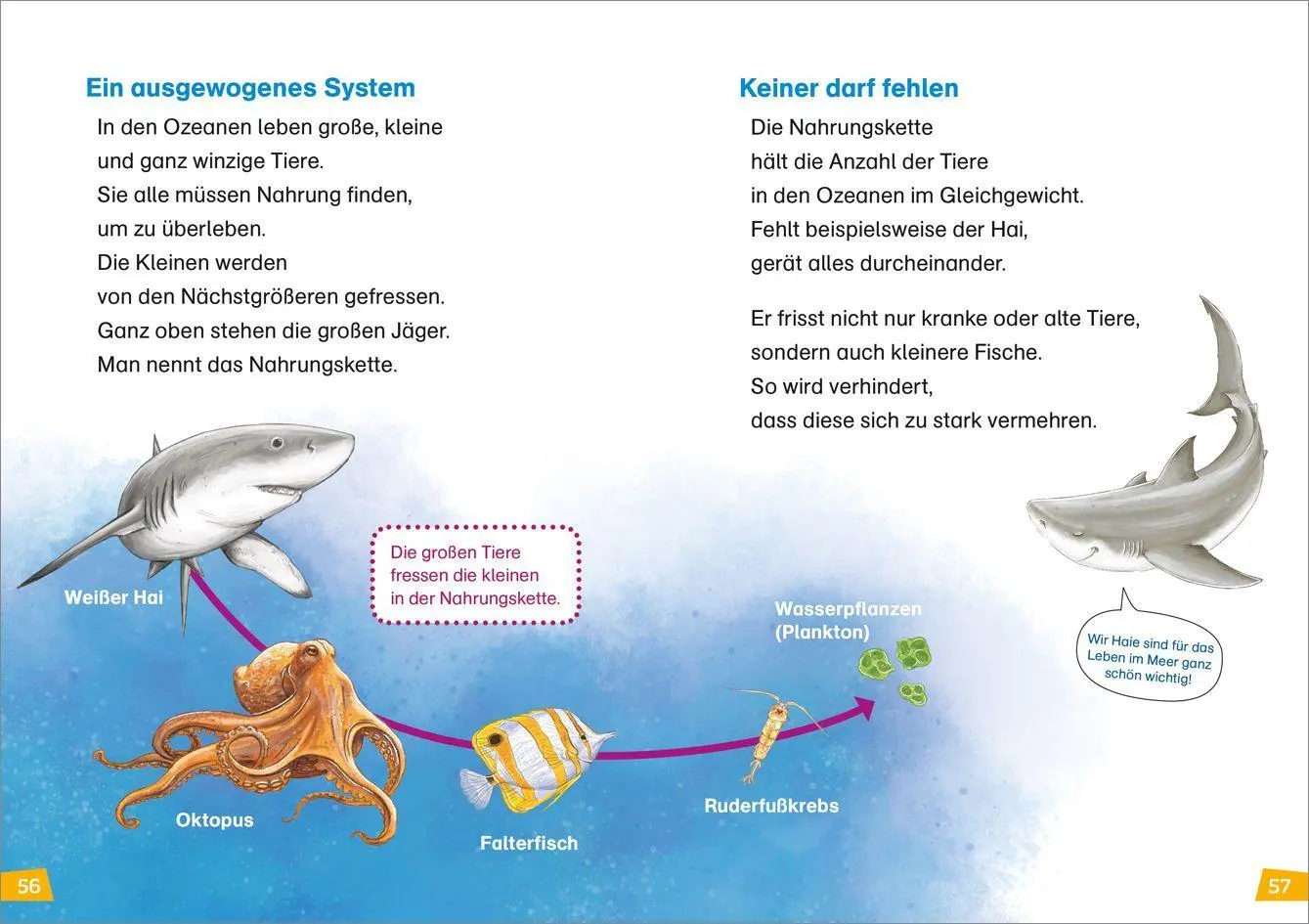 Bild: 9783788676728 | WAS IST WAS Erstes Lesen Band 16. Haie | Christina Braun | Buch | 2021