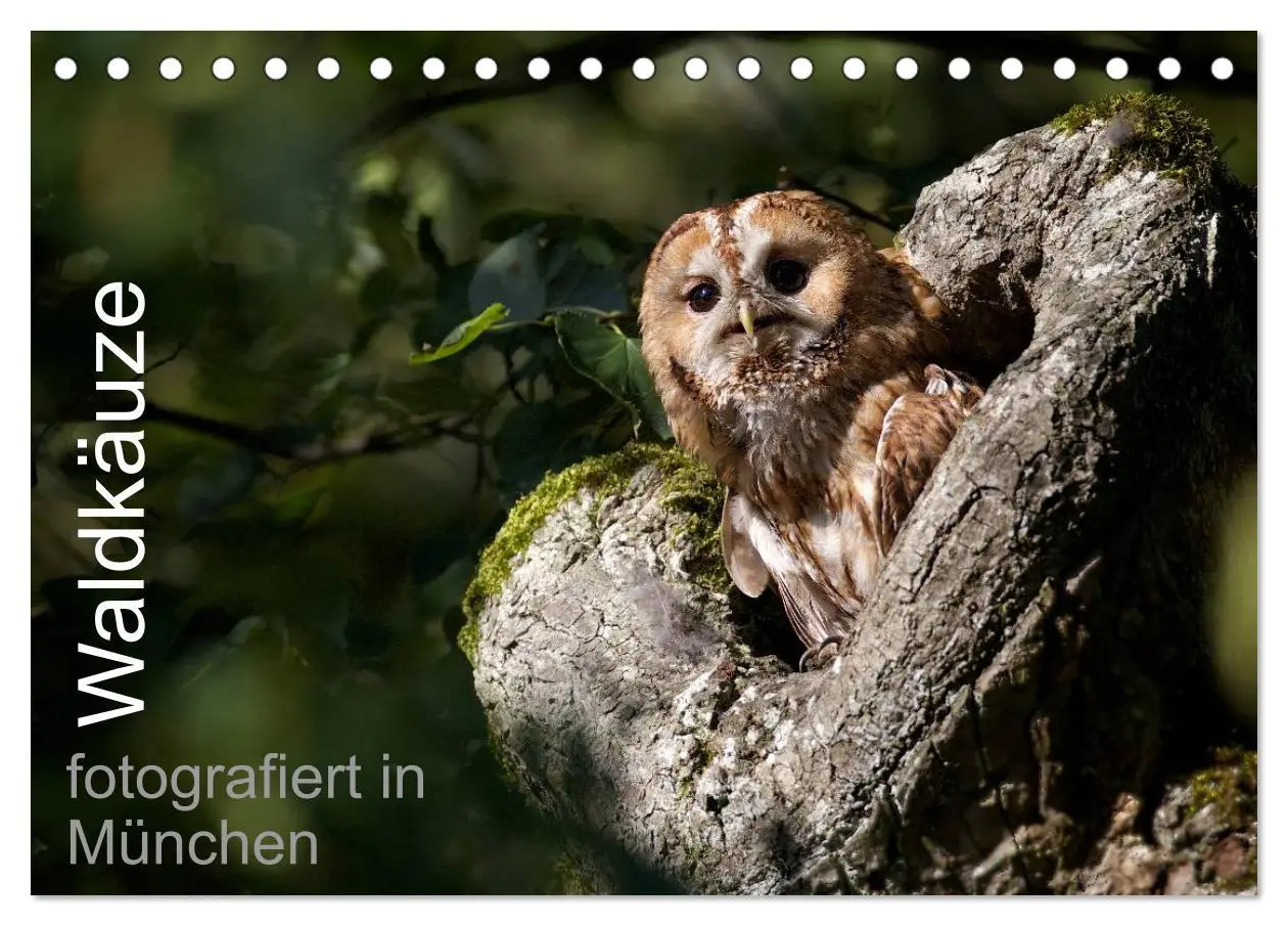 Cover: 9783457996928 | Waldkäuze, fotografiert in München (Tischkalender 2026 DIN A5...