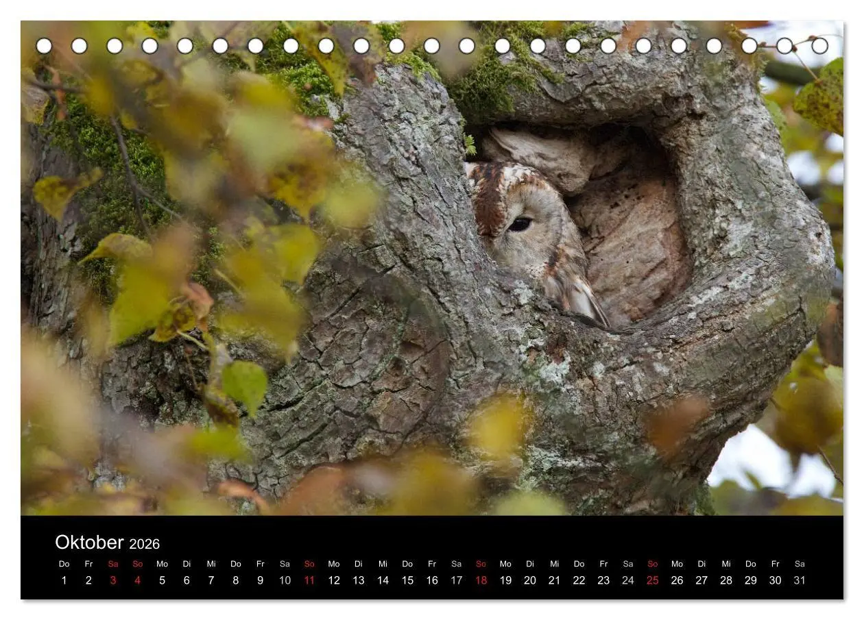Bild: 9783457996928 | Waldkäuze, fotografiert in München (Tischkalender 2026 DIN A5...