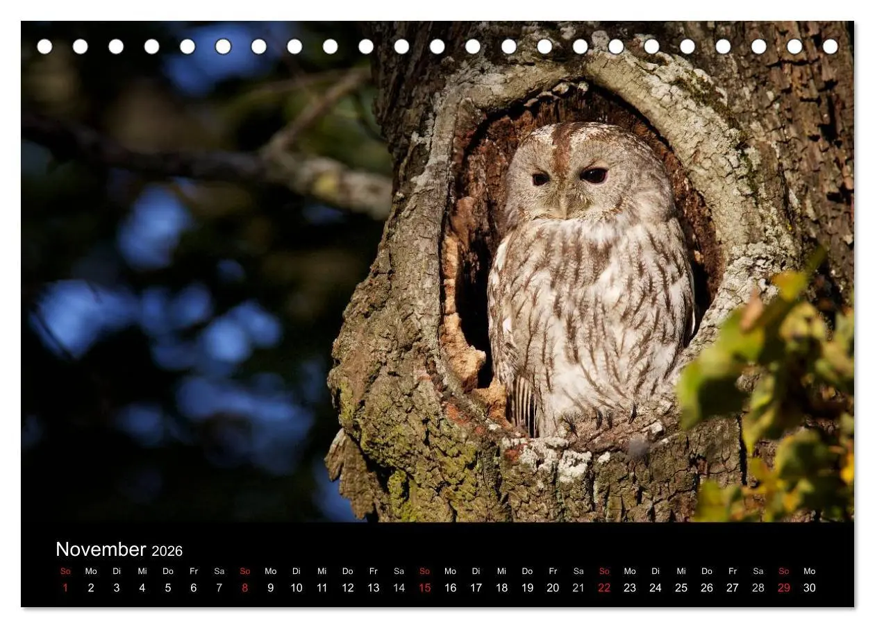 Bild: 9783457996928 | Waldkäuze, fotografiert in München (Tischkalender 2026 DIN A5...
