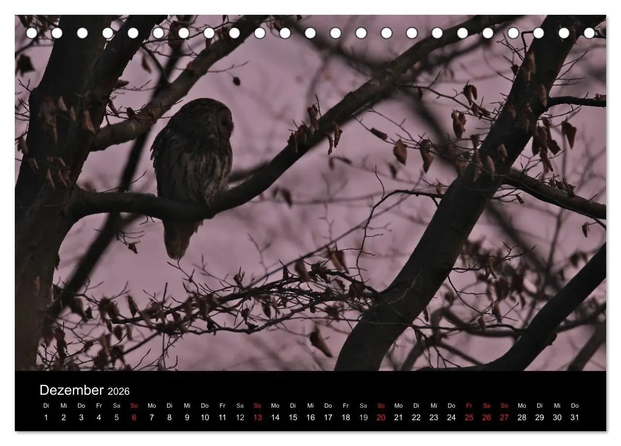 Bild: 9783457996928 | Waldkäuze, fotografiert in München (Tischkalender 2026 DIN A5...