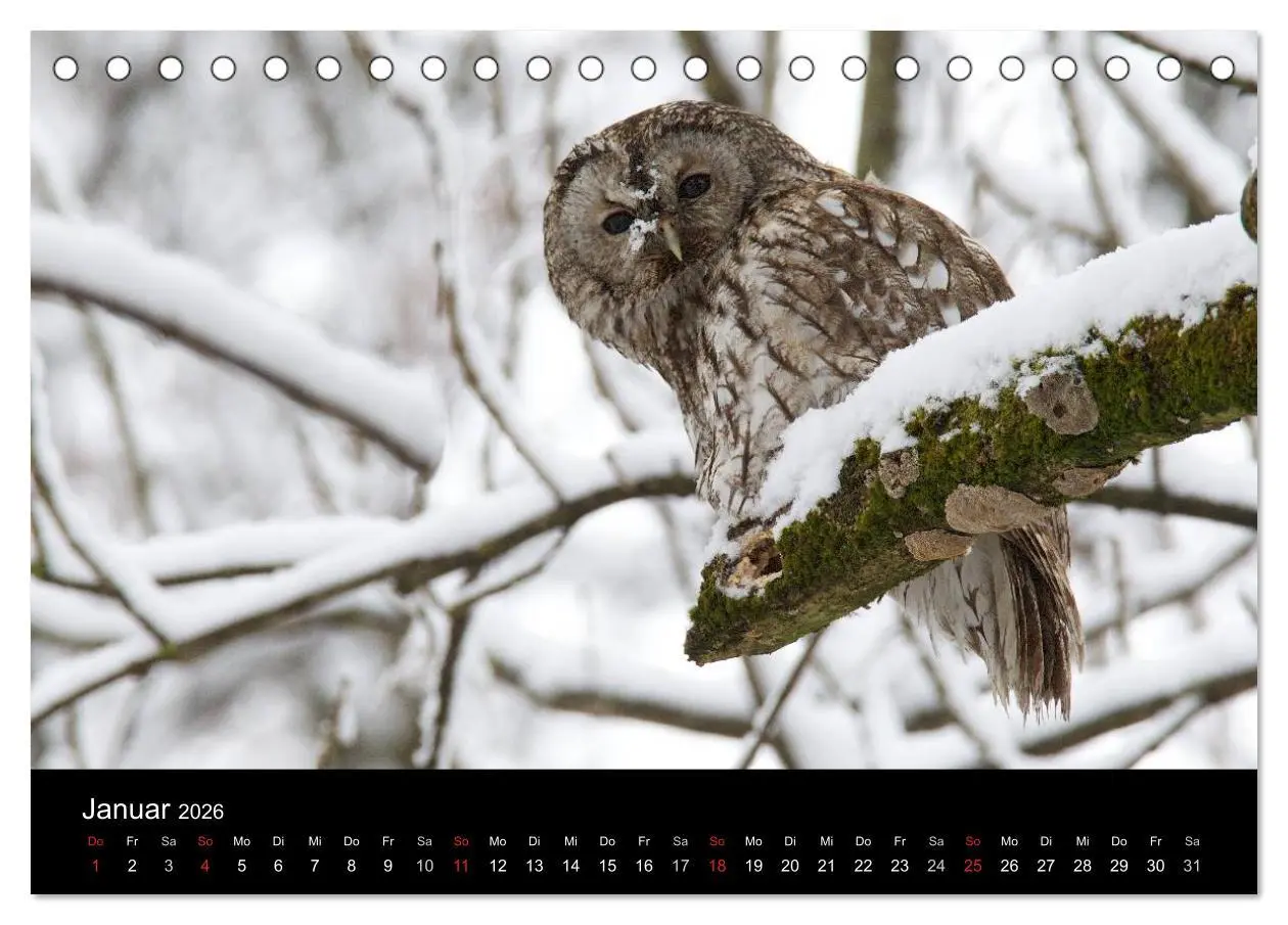 Bild: 9783457996928 | Waldkäuze, fotografiert in München (Tischkalender 2026 DIN A5...