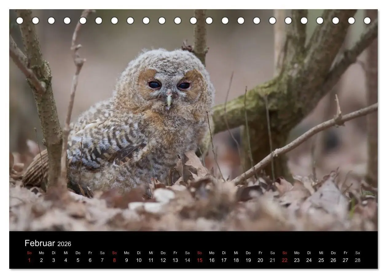 Bild: 9783457996928 | Waldkäuze, fotografiert in München (Tischkalender 2026 DIN A5...
