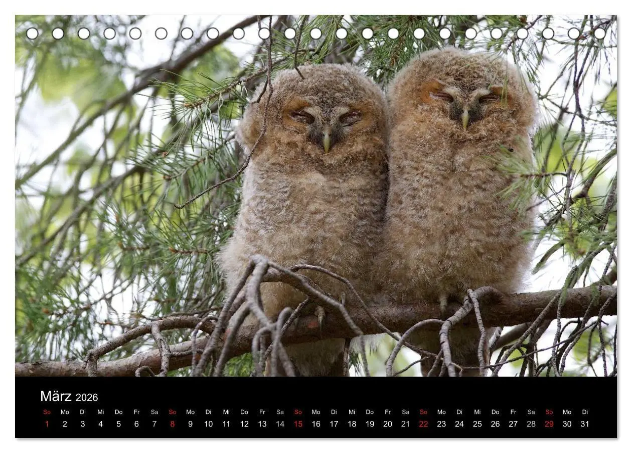 Bild: 9783457996928 | Waldkäuze, fotografiert in München (Tischkalender 2026 DIN A5...