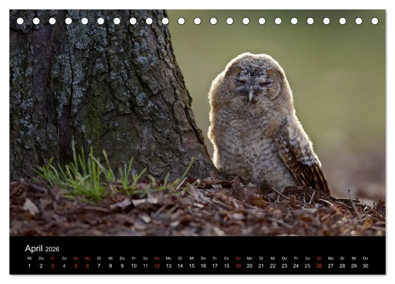 Bild: 9783457996928 | Waldkäuze, fotografiert in München (Tischkalender 2026 DIN A5...