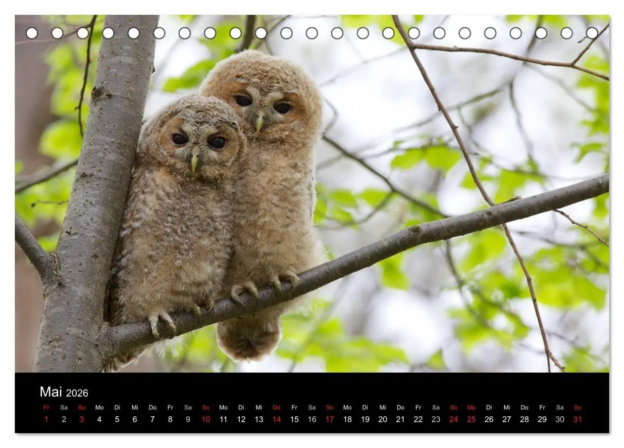 Bild: 9783457996928 | Waldkäuze, fotografiert in München (Tischkalender 2026 DIN A5...