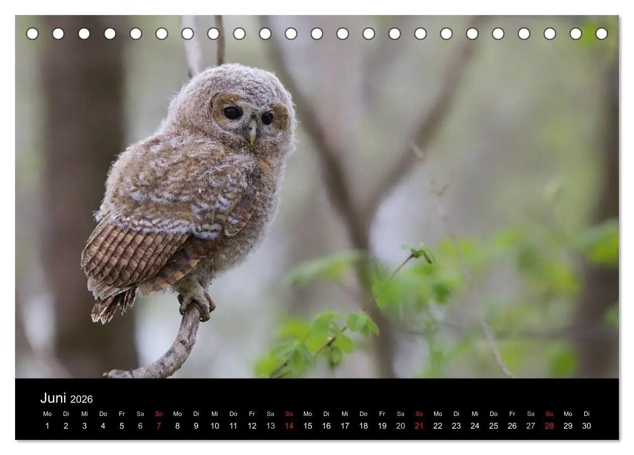 Bild: 9783457996928 | Waldkäuze, fotografiert in München (Tischkalender 2026 DIN A5...