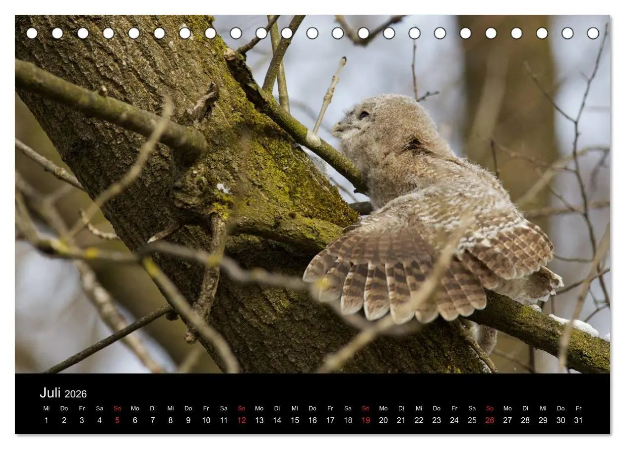 Bild: 9783457996928 | Waldkäuze, fotografiert in München (Tischkalender 2026 DIN A5...