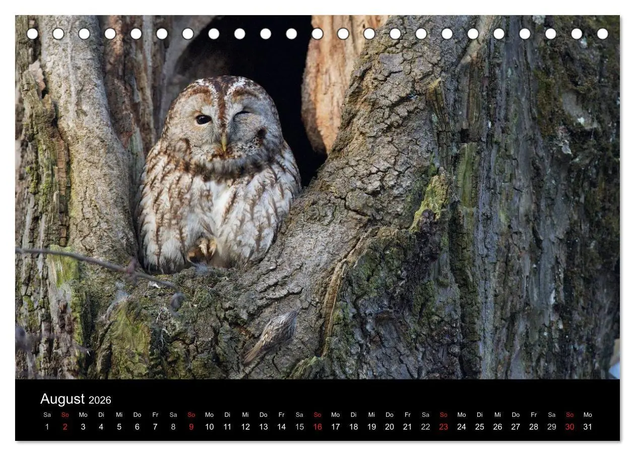 Bild: 9783457996928 | Waldkäuze, fotografiert in München (Tischkalender 2026 DIN A5...