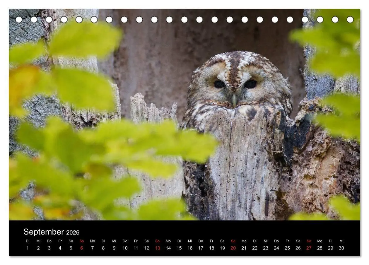 Bild: 9783457996928 | Waldkäuze, fotografiert in München (Tischkalender 2026 DIN A5...