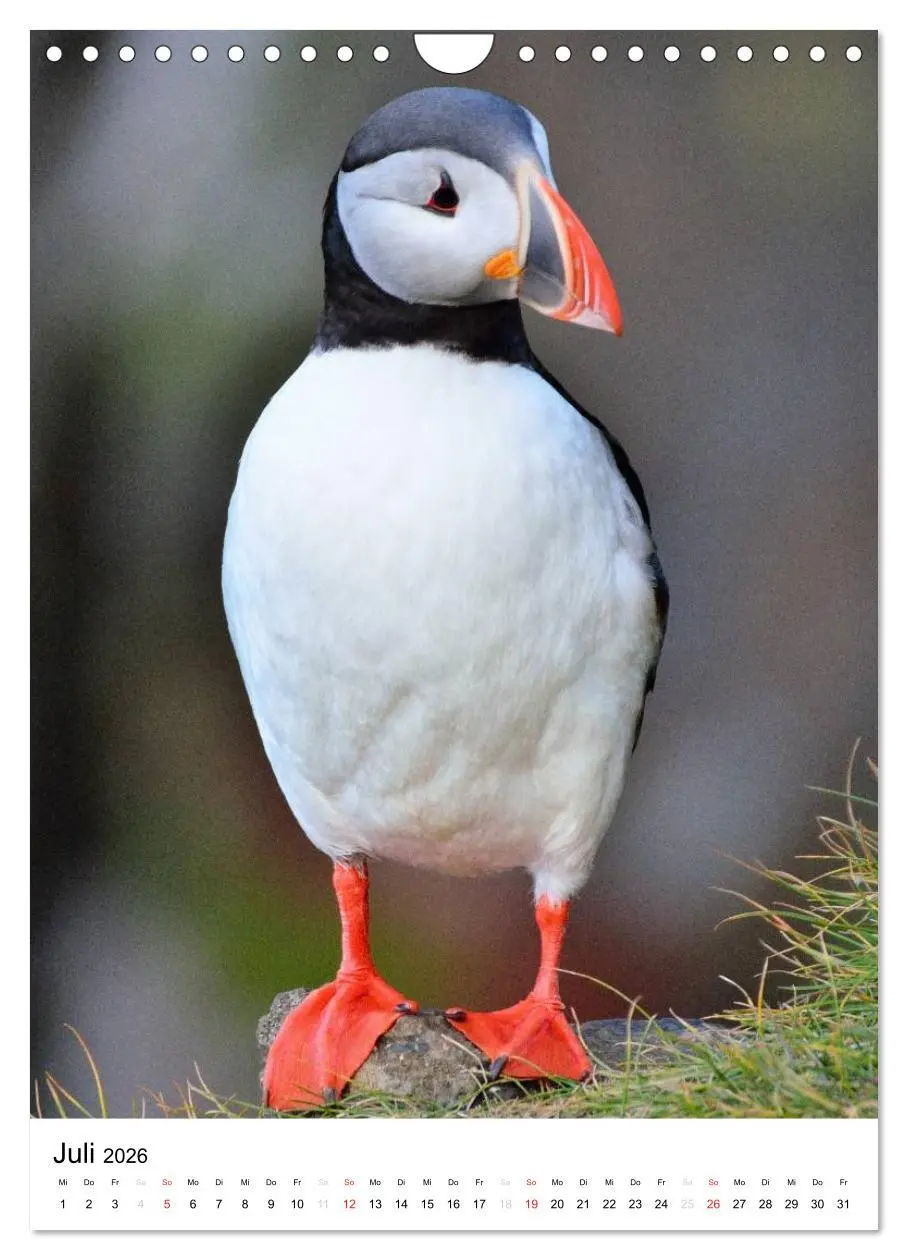 Bild: 9783516466928 | Island 2026 - Einzigartige Natur hautnah erleben (Wandkalender 2026...