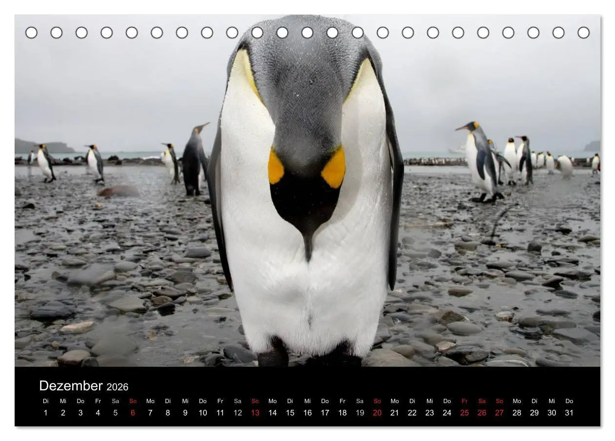 Bild: 9783457947128 | Antarktis 68° Süd (Tischkalender 2026 DIN A5 quer), CALVENDO...