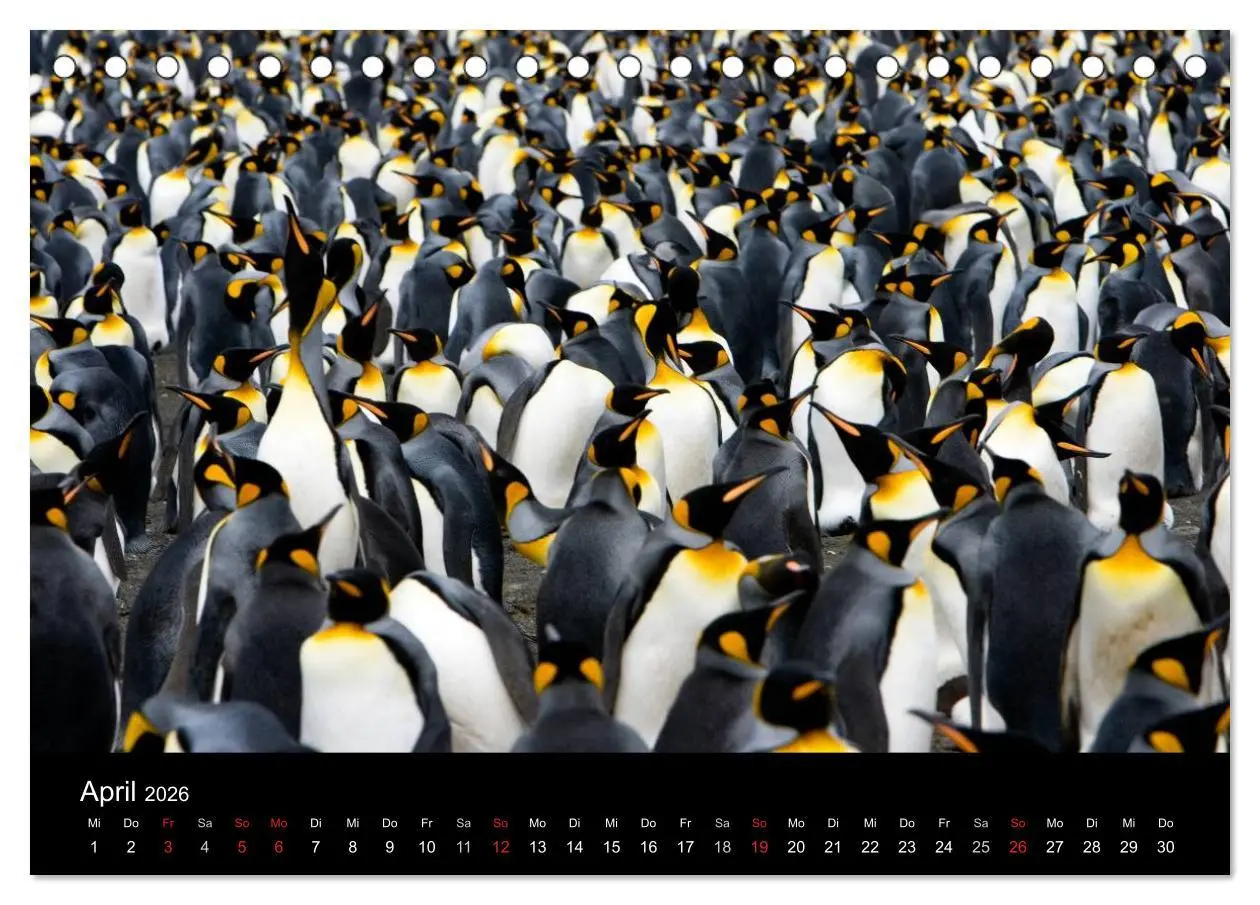Bild: 9783457947128 | Antarktis 68° Süd (Tischkalender 2026 DIN A5 quer), CALVENDO...