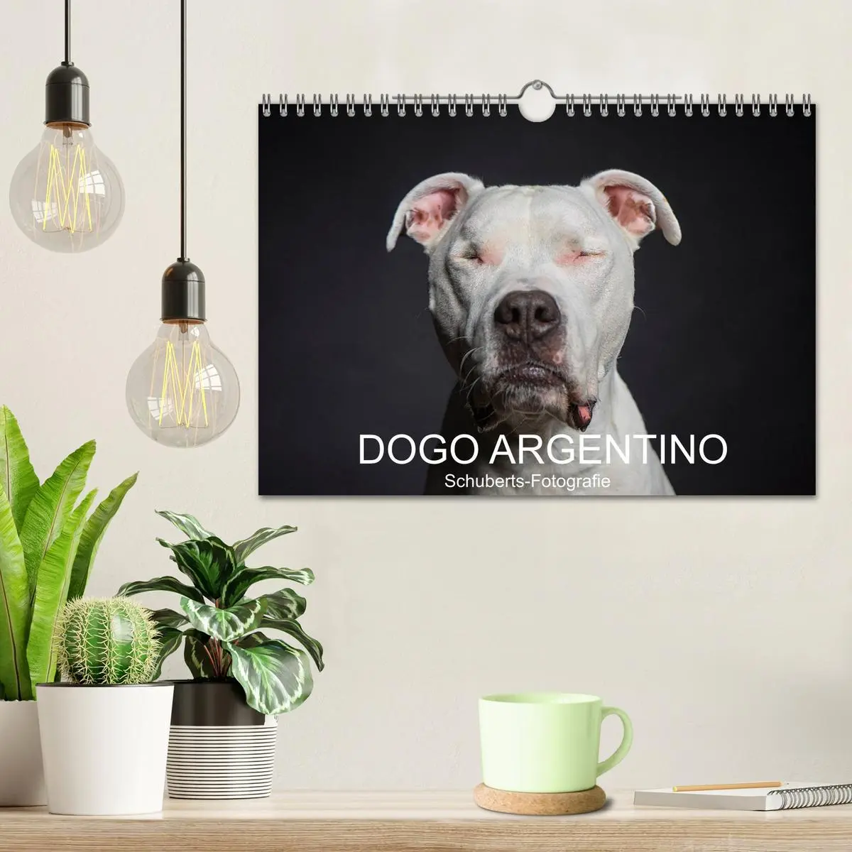 Bild: 9783457867228 | DOGO ARGENTINO (Wandkalender 2026 DIN A4 quer), CALVENDO...