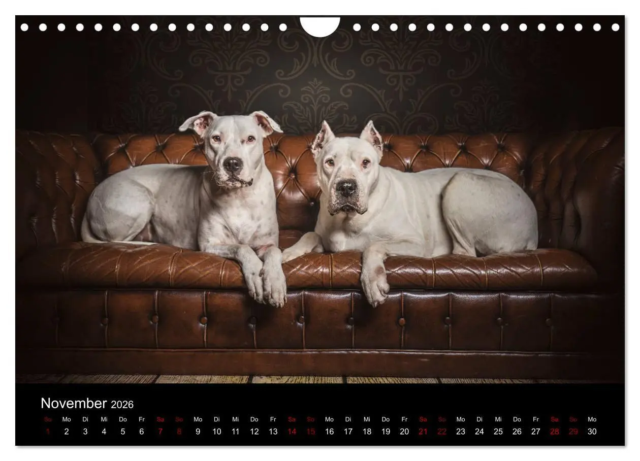 Bild: 9783457867228 | DOGO ARGENTINO (Wandkalender 2026 DIN A4 quer), CALVENDO...